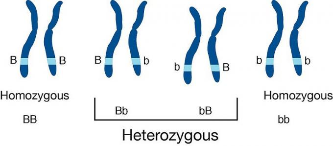 heterozigot
