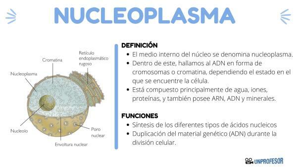 Kas ir nukleoplazma un tās funkcija - Nukleoplazma: funkcijas un īpašības