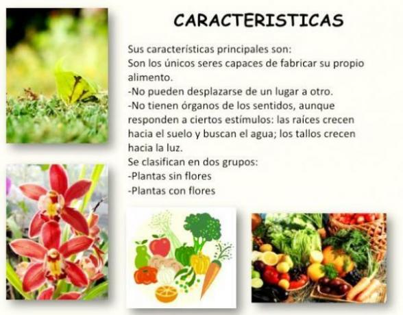 Vegetable kingdom: characteristics and classification - Characteristics of the vegetable kingdom: what are vegetables?