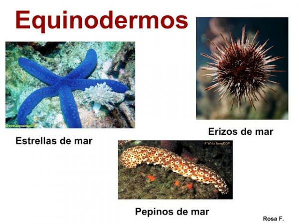 Skin-Breathing Animals - Echinoderms