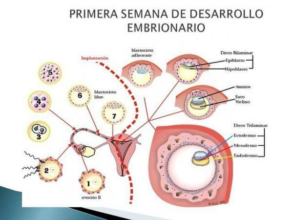 Процес сегментації зиготи - перший тиждень розвитку ембріона
