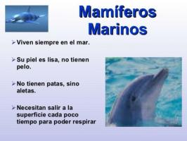 Marine mammals and their names
