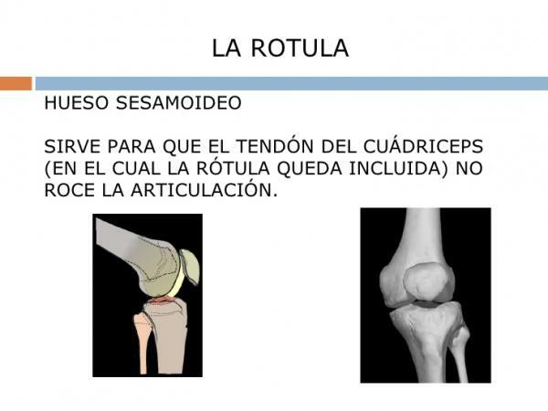 Co jsou sezamoidní kosti - sesamoidní kost kolena: patella
