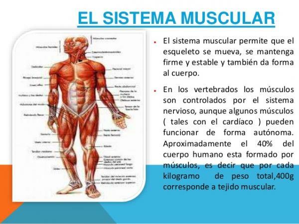 Parts of the muscular system - What is the muscular system and what is it for?