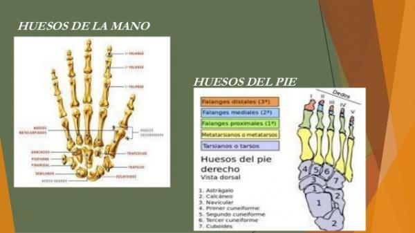 What are the bones of the hand and foot called