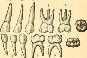 Classificazione dei denti