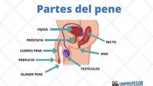 STRUCTURE and PARTS of the PENIS