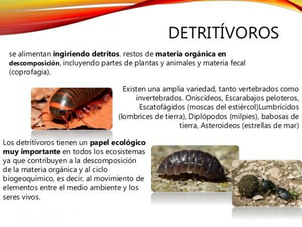 Detritivore animals: characteristics and examples - What are detritivore animals: easy definition 