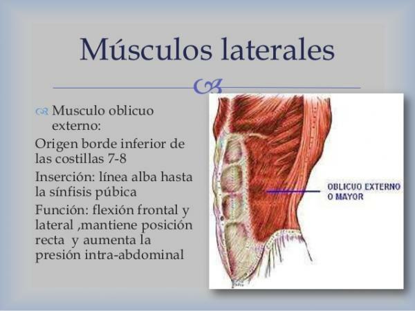 Muscles of the abdomen - Lateral muscles of the abdomen