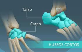 Types of short bones - The short bones of the feet: the tarsals