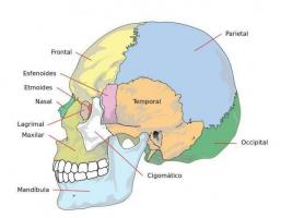 What are the names of the bones of the human head