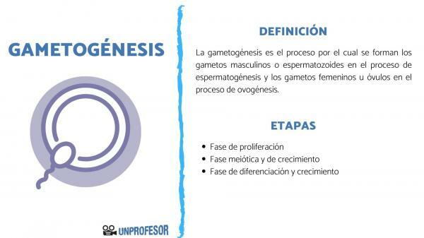 Що таке гаметогенез та його стадії