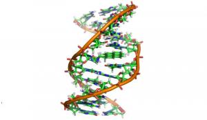 What is DNA? Its characteristics, parts and functions