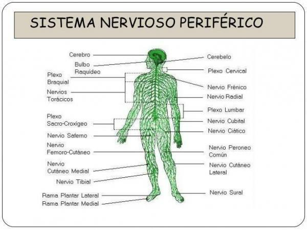 Rozdíly mezi centrálním a periferním nervovým systémem - periferní nervový systém (PNS)