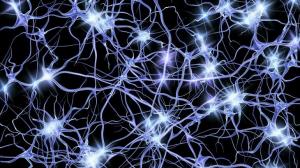 Cik neironu ir cilvēka smadzenēs?