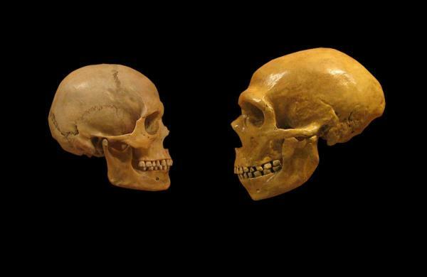 Cro-Magnon man: characteristics - Contact with homo neanthertalensis