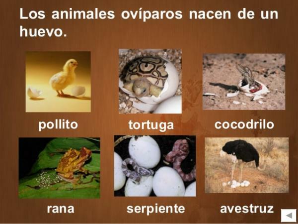 Oviparous animals: definition and characteristics