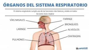 ORGANS of the RESPIRATORY system and their functions