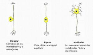 Arten von Neuronen: Eigenschaften und Funktionen