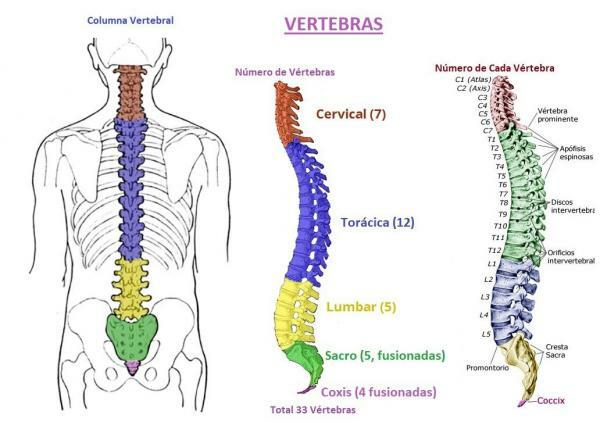 The Bones of the Spine - Typisk ryggrad hos människor 