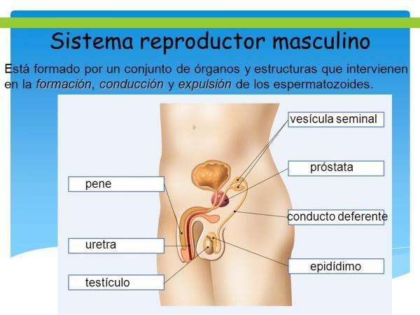 Mužský reprodukční systém a jeho části