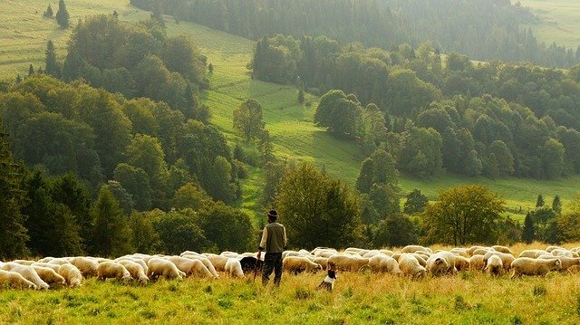 om păstorind oi în munți
