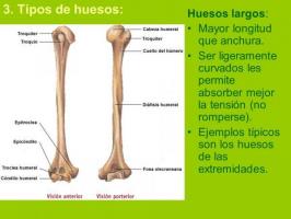 Дізнайтеся, які бувають довгі кістки людського тіла