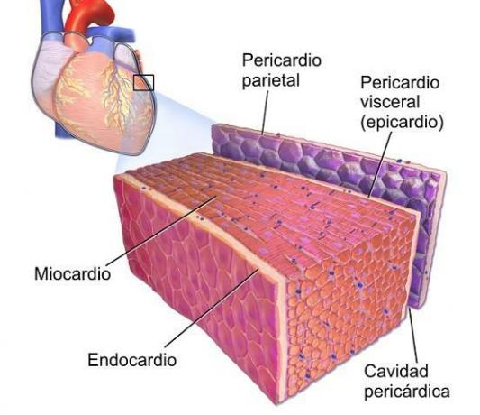 心臓の層-心臓：構造と層