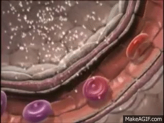 røde blodlegemer celletyper