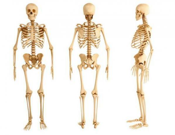 How many bones has the human body