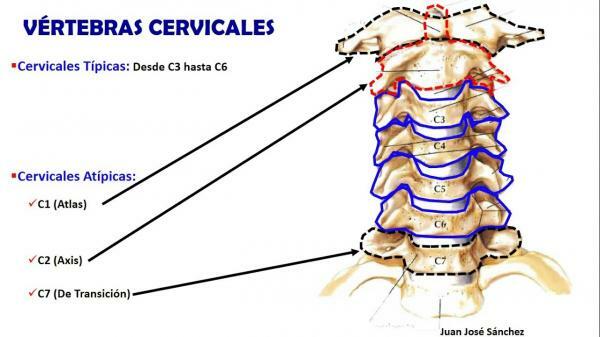 All the bones of the neck - The cervical vertebrae: main characteristics 