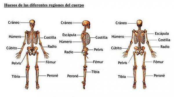 人間の骨の部分-人体の骨：特徴と機能 