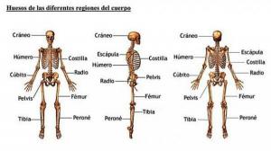 The parts of human bones