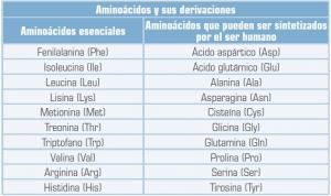 Table of amino acids: functions, types and characteristics