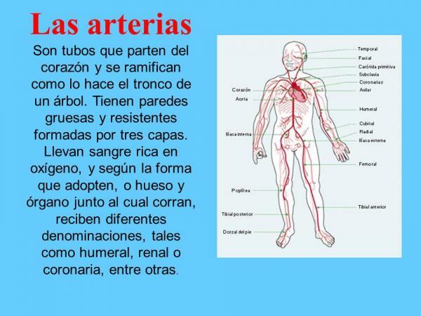 Function of the arteries - Maintenance of pressure and blood flow