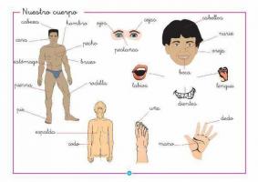 Які частини людського тіла