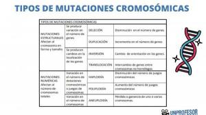Soorten chromosomale MUTATIES