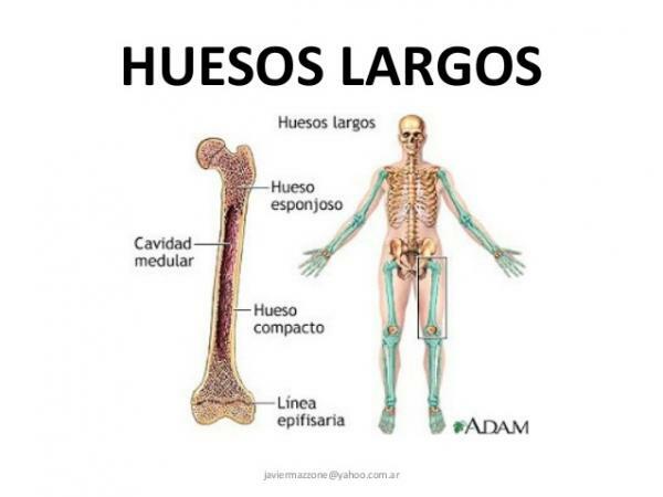 Människokroppens långa ben: vad är de?