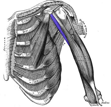 Coracobrachial