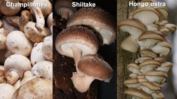 types of edible mushrooms champinon shiitake and pleurotus