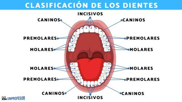 Dantų klasifikacija