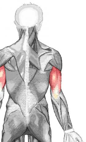 Brachial triceps