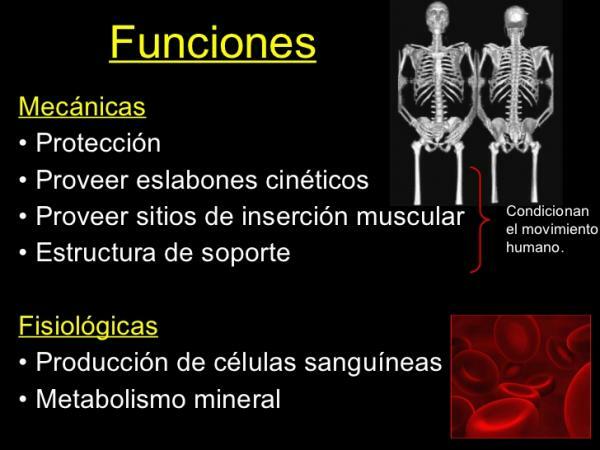 Σκελετικές λειτουργίες - Μηχανικές λειτουργίες του σκελετού