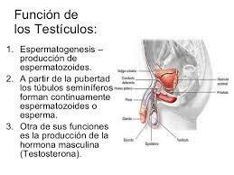 Testicles: function and characteristics - Function of the testicles