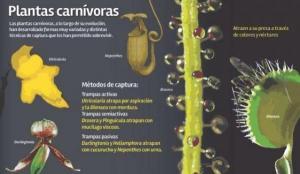 The parts of a carnivorous plant