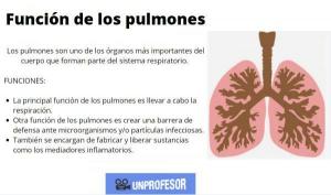 肺とその機能