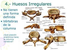 НЕПРАВИЛНЕ кости: функција, карактеристике и примери