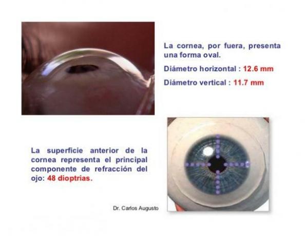인간의 눈 해부학 - 눈의 해부학에서 중요한 부분인 각막 