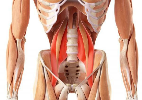 Muscles of the abdomen - The psoas: an accessory muscle of the abdomen
