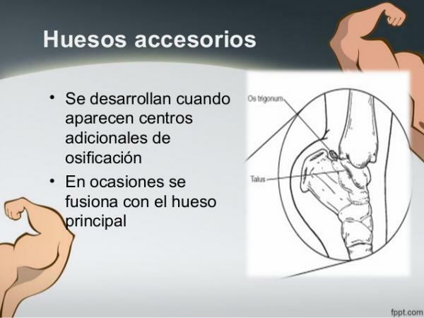 Accessory Bones and Their Function - Examples of Accessory Bones 